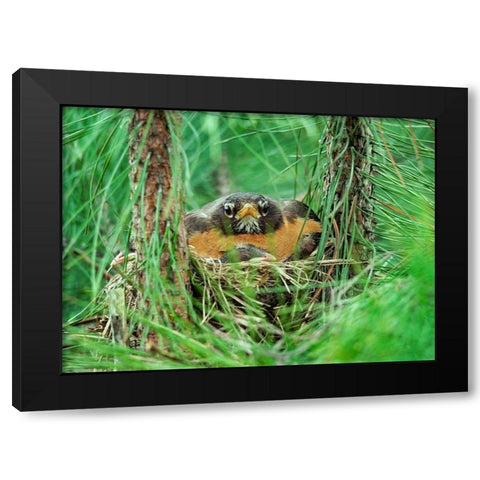 American Robin on Nest with Young Black Modern Wood Framed Art Print by Fitzharris, Tim