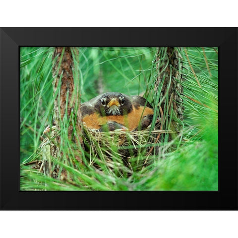 American Robin on Nest with Young Black Modern Wood Framed Art Print by Fitzharris, Tim