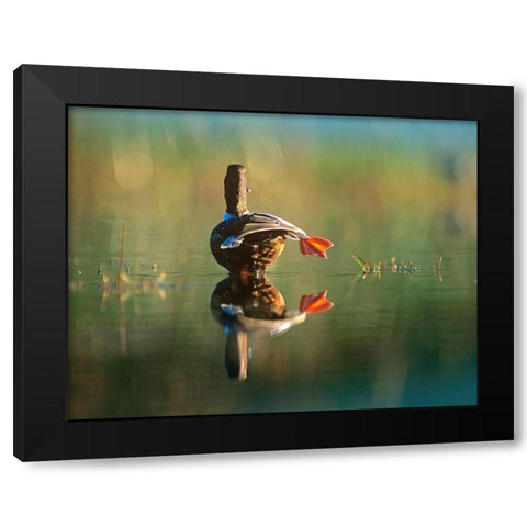 Northern Shoveler Duck Stretching Black Modern Wood Framed Art Print with Double Matting by Fitzharris, Tim