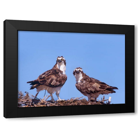 Ospreys on Nest Black Modern Wood Framed Art Print by Fitzharris, Tim