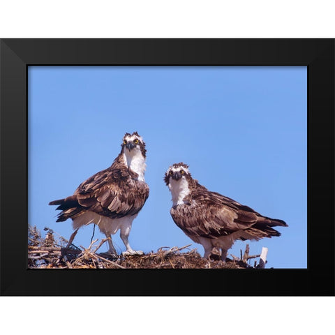 Ospreys on Nest Black Modern Wood Framed Art Print by Fitzharris, Tim