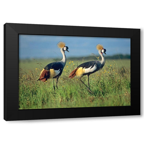 Crowned Cranes Pair Black Modern Wood Framed Art Print with Double Matting by Fitzharris, Tim