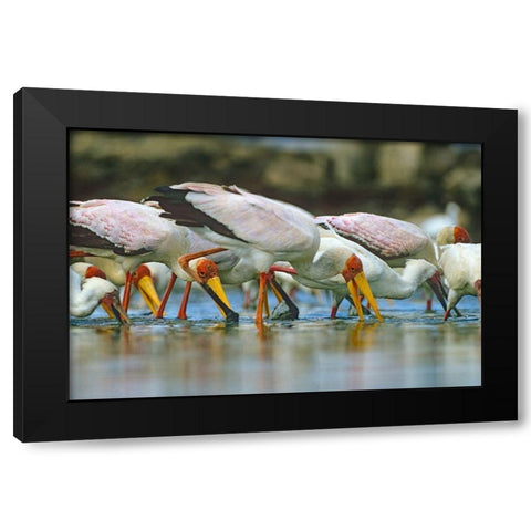 Yellow-billed Storks Feeding-Kenya Black Modern Wood Framed Art Print with Double Matting by Fitzharris, Tim