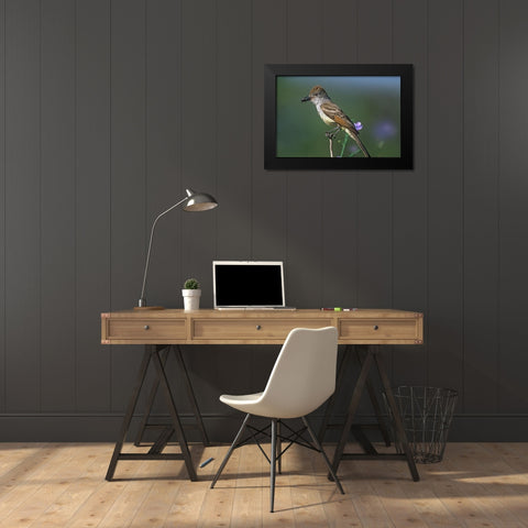 Ash-throated Flycatcher with Insect Black Modern Wood Framed Art Print by Fitzharris, Tim