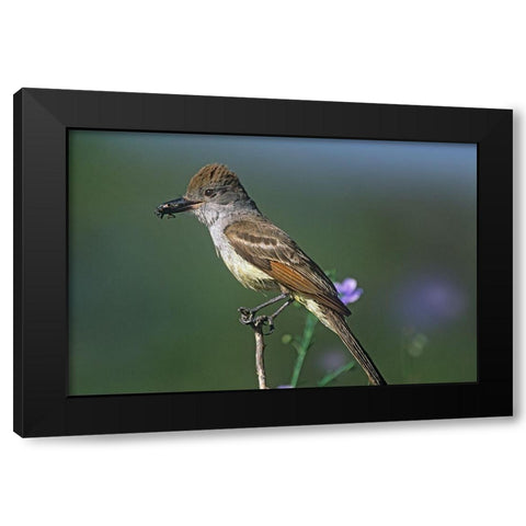 Ash-throated Flycatcher with Insect Black Modern Wood Framed Art Print by Fitzharris, Tim