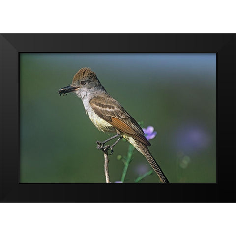 Ash-throated Flycatcher with Insect Black Modern Wood Framed Art Print by Fitzharris, Tim