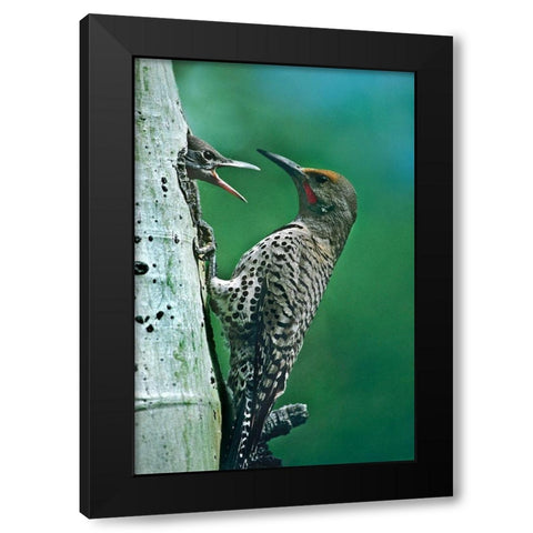 Northern Flicker Male Feeding Young Black Modern Wood Framed Art Print by Fitzharris, Tim