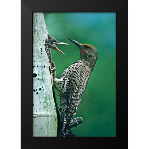 Northern Flicker Male Feeding Young Black Modern Wood Framed Art Print by Fitzharris, Tim