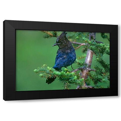 Stellers Jay Black Modern Wood Framed Art Print by Fitzharris, Tim