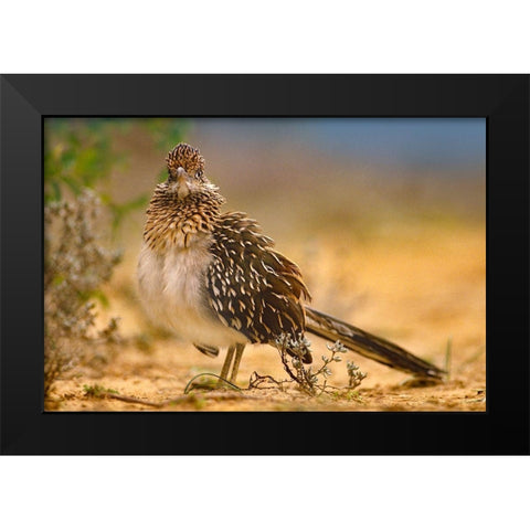 Greater Roadrunner Sunning Black Modern Wood Framed Art Print by Fitzharris, Tim