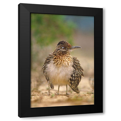 Greater Roadrunner Black Modern Wood Framed Art Print by Fitzharris, Tim