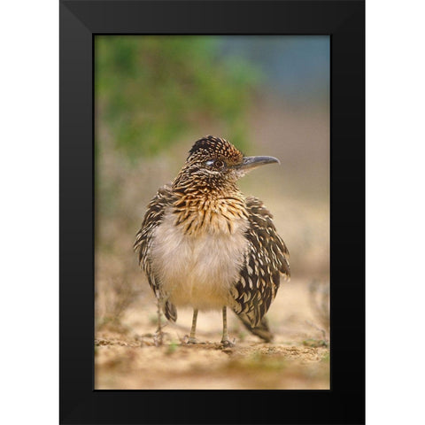 Greater Roadrunner Black Modern Wood Framed Art Print by Fitzharris, Tim