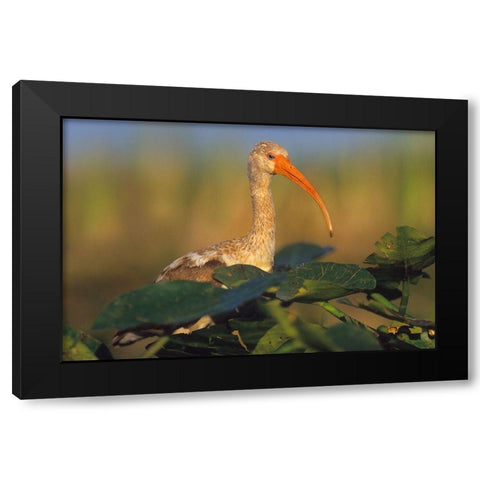 Immature White Ibis Black Modern Wood Framed Art Print by Fitzharris, Tim