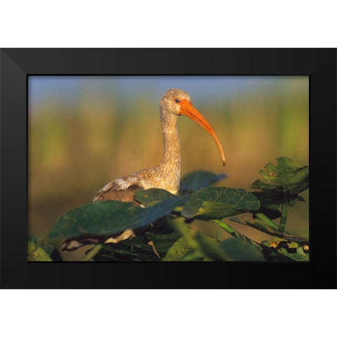 Immature White Ibis Black Modern Wood Framed Art Print by Fitzharris, Tim