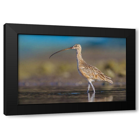 Long-billed Curlew Black Modern Wood Framed Art Print by Fitzharris, Tim