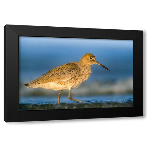 Willet Black Modern Wood Framed Art Print by Fitzharris, Tim