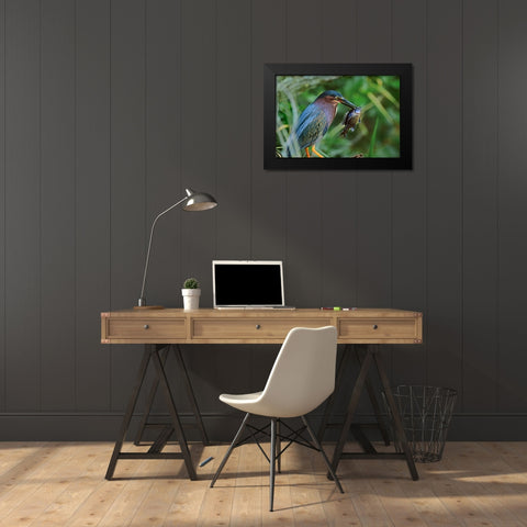 Green Heron with Fish Black Modern Wood Framed Art Print by Fitzharris, Tim