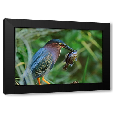 Green Heron with Fish Black Modern Wood Framed Art Print with Double Matting by Fitzharris, Tim