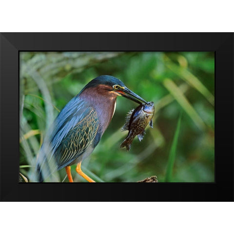 Green Heron with Fish Black Modern Wood Framed Art Print by Fitzharris, Tim