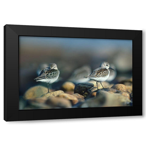 Western Sandpipers Black Modern Wood Framed Art Print with Double Matting by Fitzharris, Tim