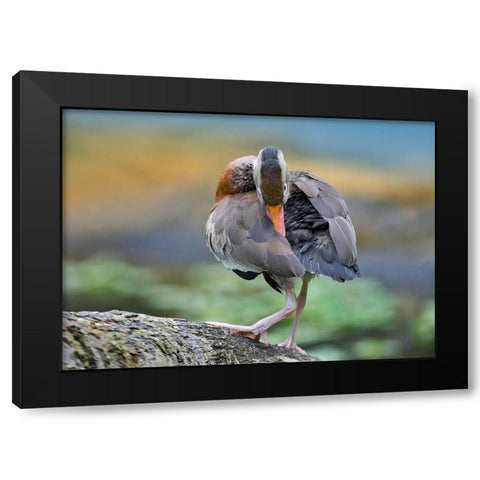 Black-bellied Whistling Duck Preening Black Modern Wood Framed Art Print by Fitzharris, Tim