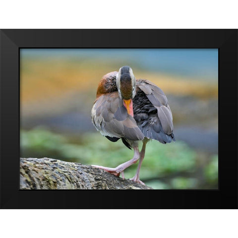 Black-bellied Whistling Duck Preening Black Modern Wood Framed Art Print by Fitzharris, Tim