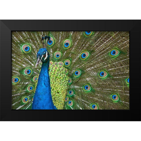 Peacock II Black Modern Wood Framed Art Print by Fitzharris, Tim