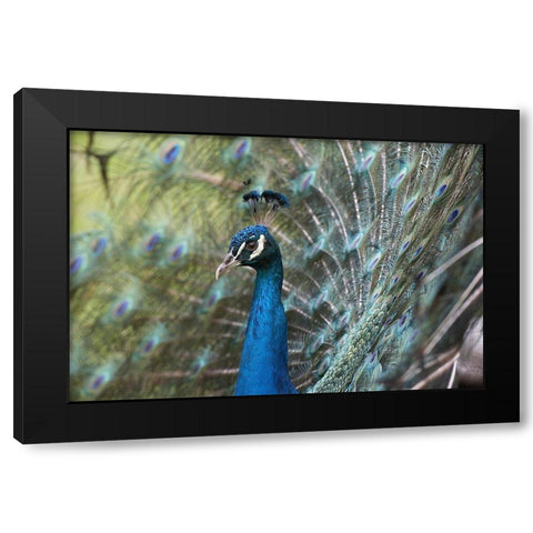 Peacock III Black Modern Wood Framed Art Print with Double Matting by Fitzharris, Tim