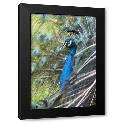 Peacock IV Black Modern Wood Framed Art Print with Double Matting by Fitzharris, Tim