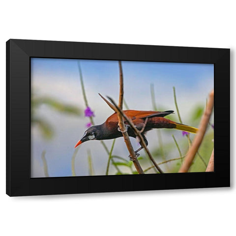 Montezuma Oropendola Black Modern Wood Framed Art Print with Double Matting by Fitzharris, Tim