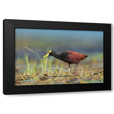 Northern Jacana I Black Modern Wood Framed Art Print with Double Matting by Fitzharris, Tim