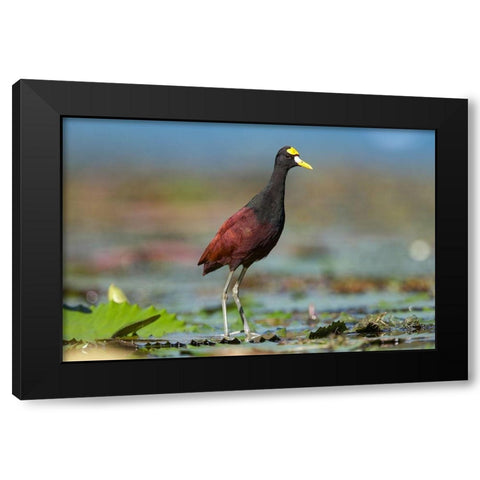 Northern Jacana III Black Modern Wood Framed Art Print with Double Matting by Fitzharris, Tim