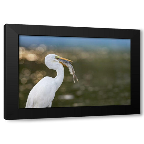 Great Egret with Fish Black Modern Wood Framed Art Print with Double Matting by Fitzharris, Tim