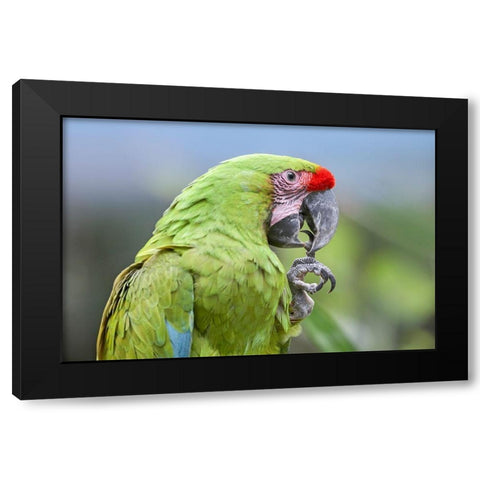 Buffon Macaw Black Modern Wood Framed Art Print with Double Matting by Fitzharris, Tim