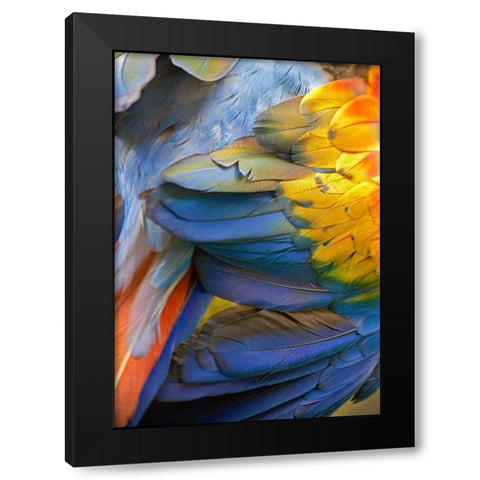 Scarlet Macaw Feathers Black Modern Wood Framed Art Print by Fitzharris, Tim