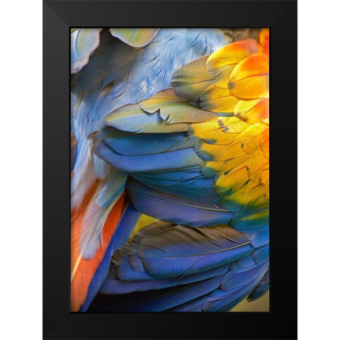 Scarlet Macaw Feathers Black Modern Wood Framed Art Print by Fitzharris, Tim