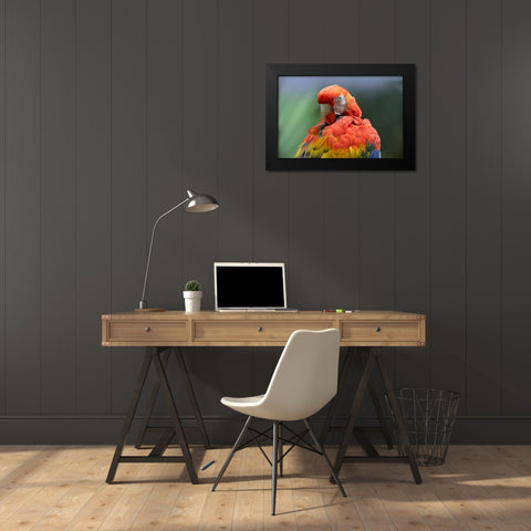 Scarlet Macaw Preening I Black Modern Wood Framed Art Print by Fitzharris, Tim