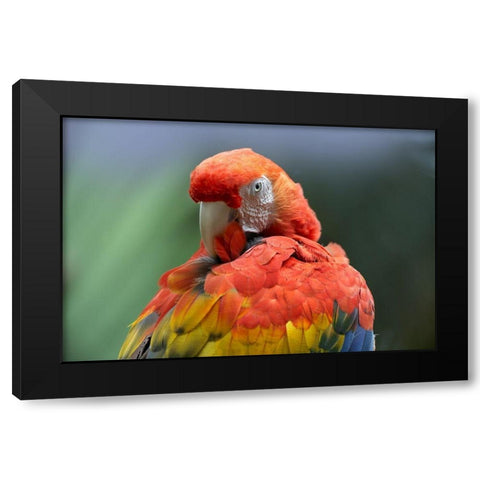 Scarlet Macaw Preening I Black Modern Wood Framed Art Print with Double Matting by Fitzharris, Tim