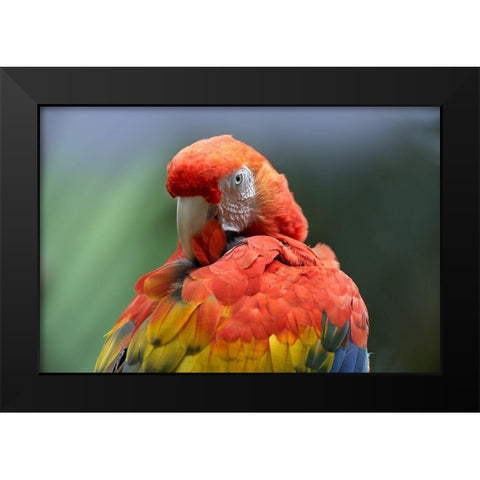 Scarlet Macaw Preening I Black Modern Wood Framed Art Print by Fitzharris, Tim