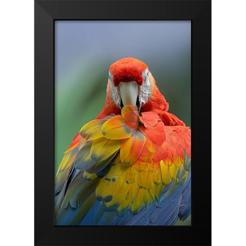 Scarlet Macaw Preening II Black Modern Wood Framed Art Print by Fitzharris, Tim