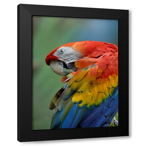 Scarlet Macaw Preening III Black Modern Wood Framed Art Print by Fitzharris, Tim