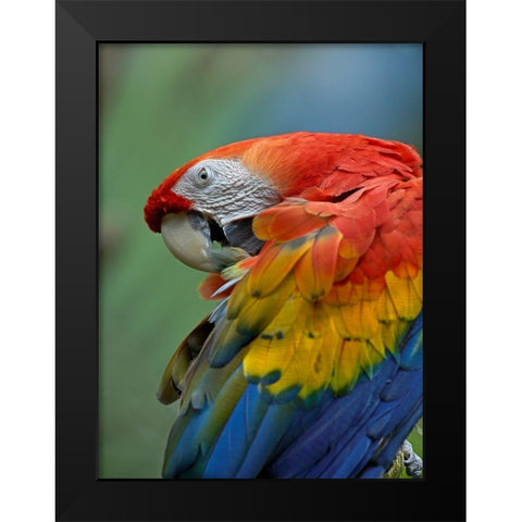 Scarlet Macaw Preening III Black Modern Wood Framed Art Print by Fitzharris, Tim
