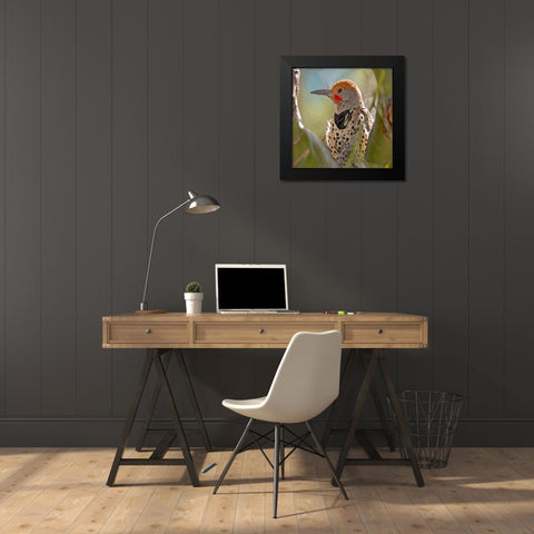 Northern Flicker Woodpecker Black Modern Wood Framed Art Print by Fitzharris, Tim