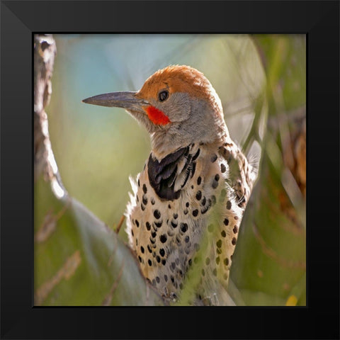 Northern Flicker Woodpecker Black Modern Wood Framed Art Print by Fitzharris, Tim