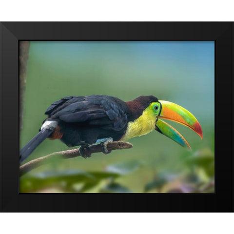 Keel-billed Toucan I Black Modern Wood Framed Art Print by Fitzharris, Tim