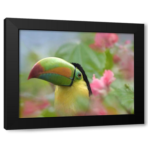 Keel-billed Toucan II Black Modern Wood Framed Art Print with Double Matting by Fitzharris, Tim