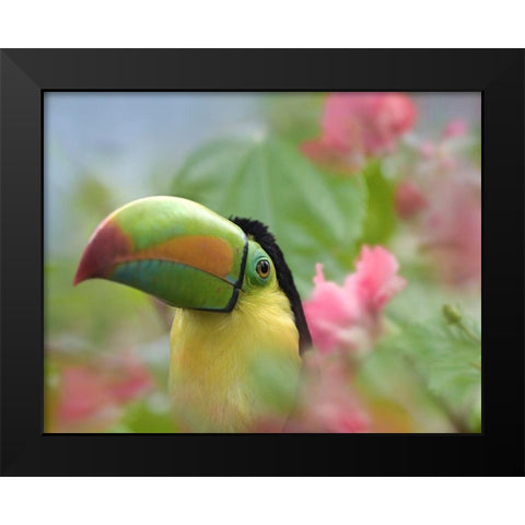 Keel-billed Toucan II Black Modern Wood Framed Art Print by Fitzharris, Tim