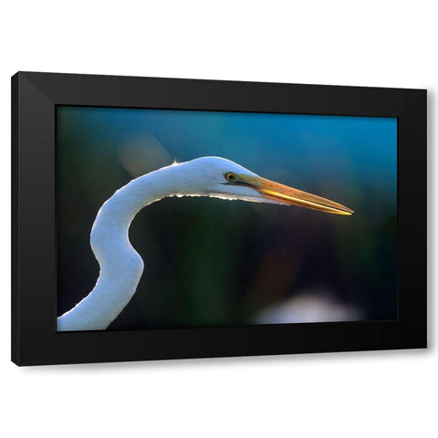 Great Egret Black Modern Wood Framed Art Print by Fitzharris, Tim