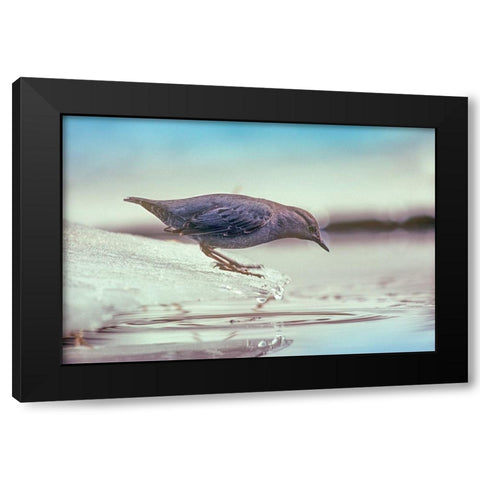 American Dipper Standing on Ice Black Modern Wood Framed Art Print with Double Matting by Fitzharris, Tim