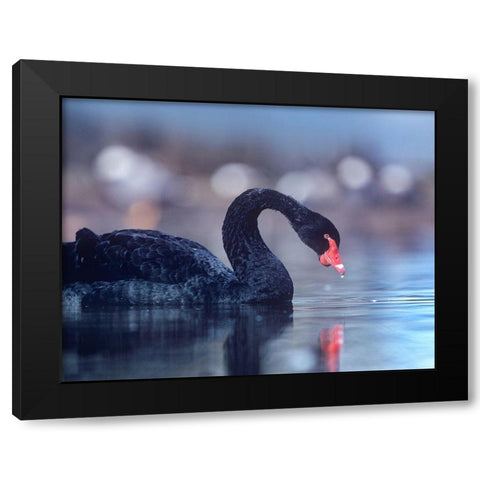 Black Swan-Vancouver-British Columbia Black Modern Wood Framed Art Print with Double Matting by Fitzharris, Tim